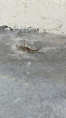 Dasychira meridionalis