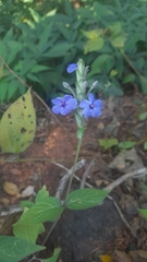 Eranthemum