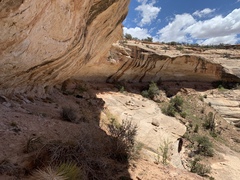 Erigeron kachinensis