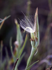 Kleinia longiflora