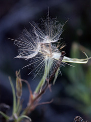 Kleinia longiflora