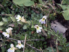 Lobelia thermalis