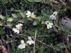 Lobelia thermalis