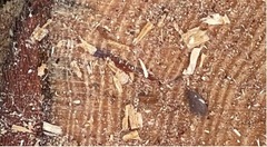 Dendroctonus terebrans
