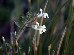 Lobelia thermalis