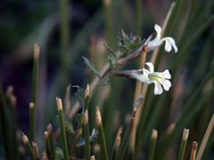 Lobelia thermalis