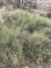 Ephedra californica