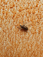 Naupactus tremolerasi