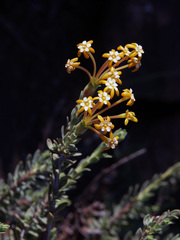 Lasiosiphon deserticola