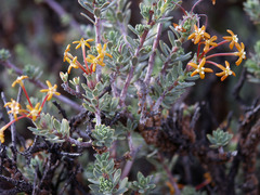 Lasiosiphon deserticola