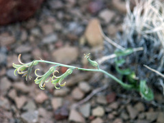 Dipcadi ciliare