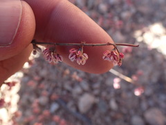Eriogonum deflexum