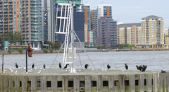 Phalacrocorax carbo