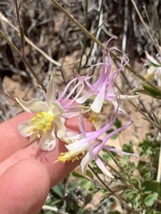 Aquilegia micrantha