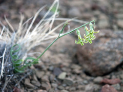 Dipcadi ciliare