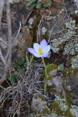 Crocus goulimyi