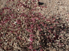 Eriogonum deflexum