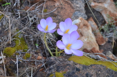 Crocus goulimyi