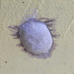 Sceliphron fistularium