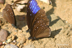 Euploea mulciber mulciber