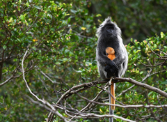 Trachypithecus selangorensis