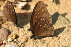 Euploea mulciber mulciber
