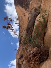 Cirsium calcareum