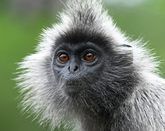 Trachypithecus selangorensis