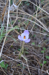 Crocus goulimyi