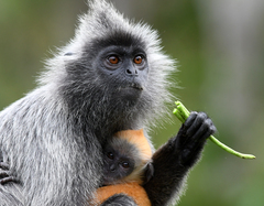 Trachypithecus selangorensis