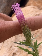 Cirsium calcareum