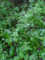 Vaccinium myrtilloides