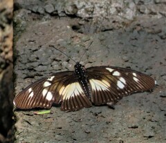 Pseudacraea lucretia