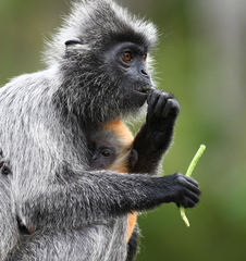 Trachypithecus selangorensis