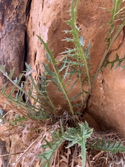 Cirsium calcareum