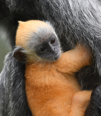Trachypithecus selangorensis