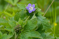 Geranium platyanthum