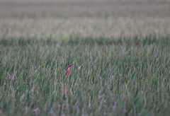 Ixobrychus cinnamomeus