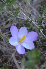 Crocus goulimyi