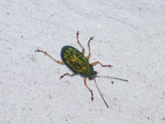 Colaspis