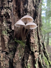 Mycena maculata