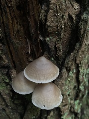 Mycena maculata