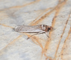 Denticera divisella