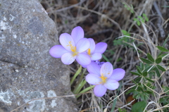 Crocus goulimyi