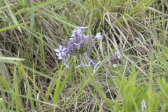 Pentanisia prunelloides