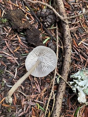 Mycena maculata