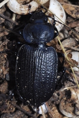 Licinus punctatulus granulatus