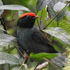 Chiroxiphia caudata