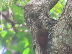 Lepidocolaptes souleyetii