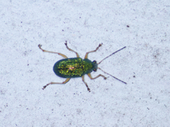 Colaspis